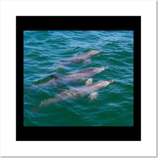 Three Dolphins! Posters and Art